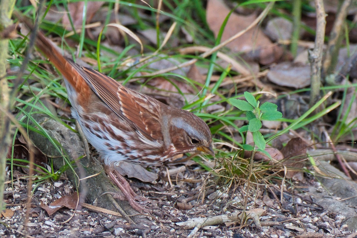 Fox Sparrow - ML645968694
