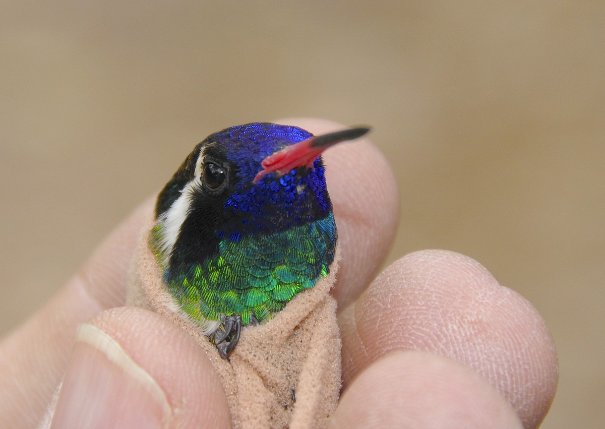 Ak Kulaklı Kolibri - ML645968695