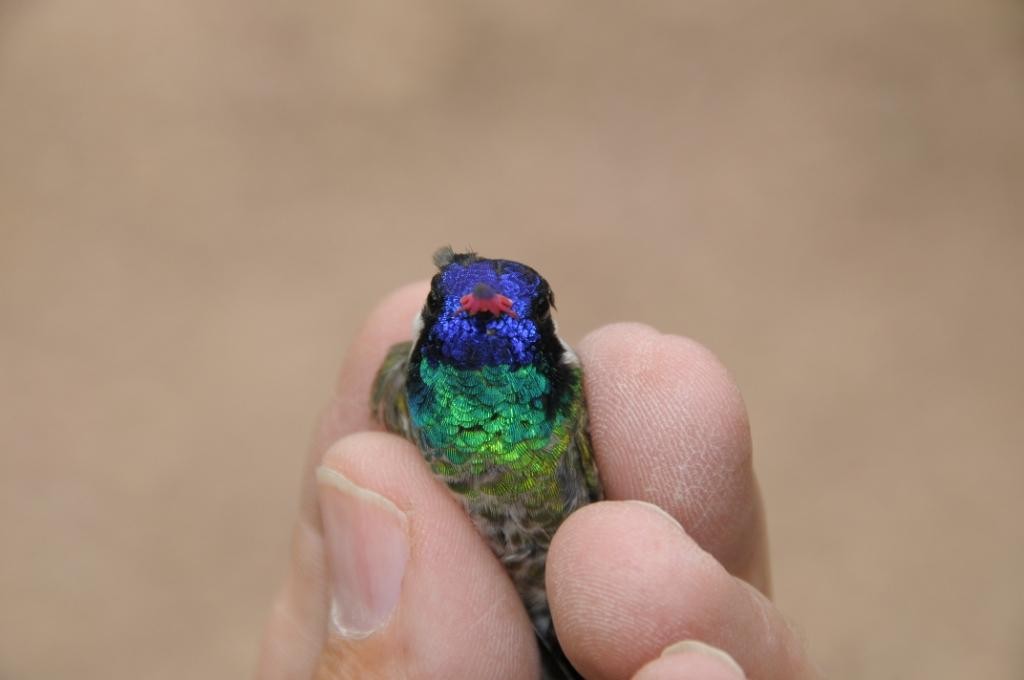 Ak Kulaklı Kolibri - ML645968699