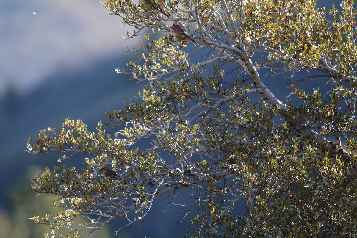 Cassin's Finch - ML645968700