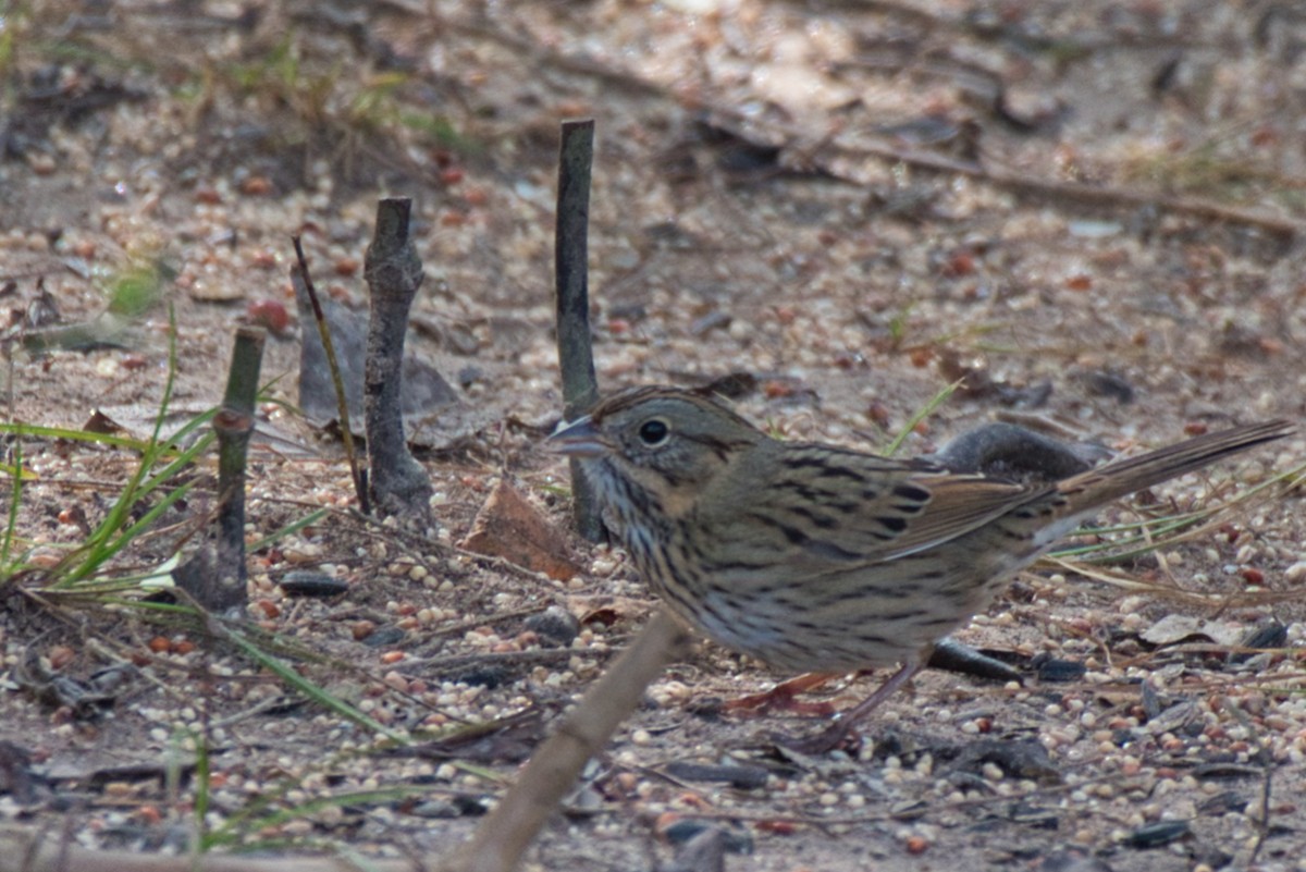 strnadec pruhohlavý - ML645968705