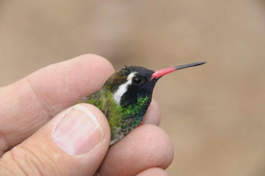 Ak Kulaklı Kolibri - ML645968707