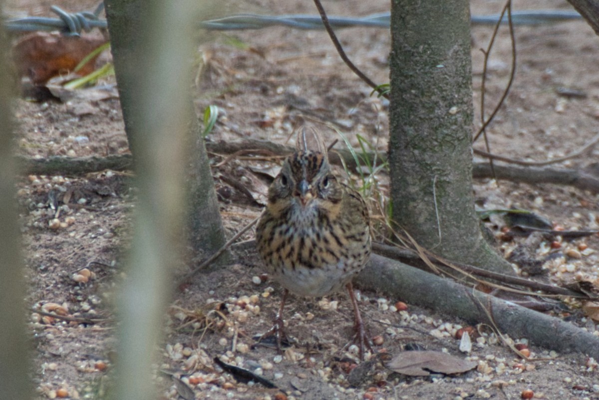 strnadec pruhohlavý - ML645968709