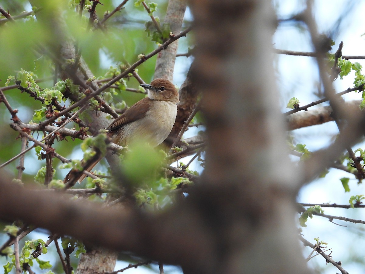 Northern Brownbul - ML645968710