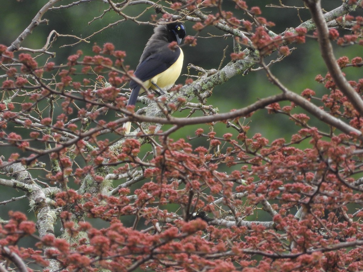 Black-chested Jay - ML645968713