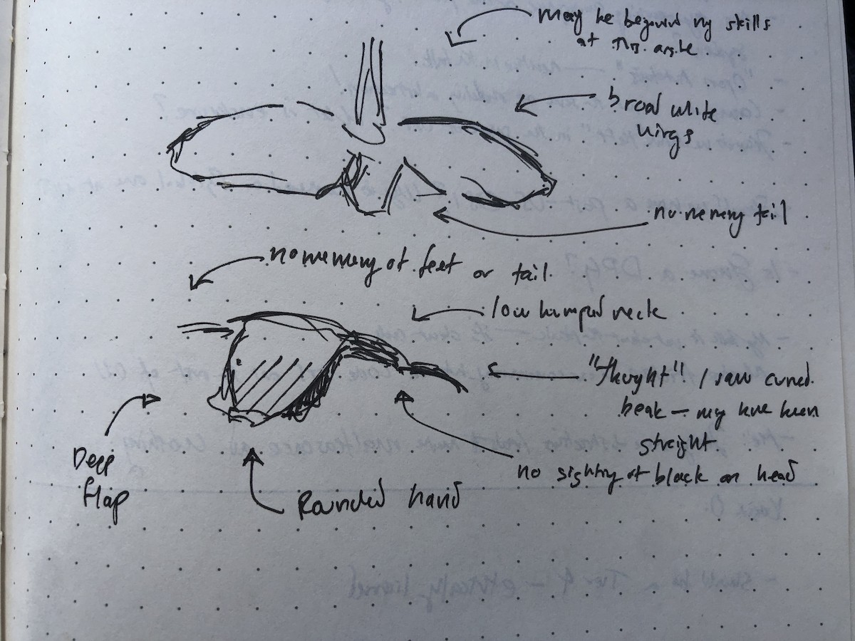 Royal Spoonbill - ML645968716