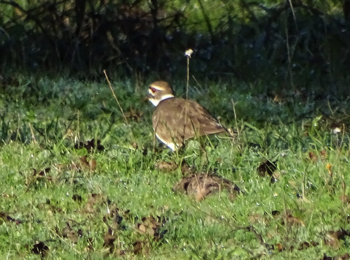 Killdeer - ML645968719