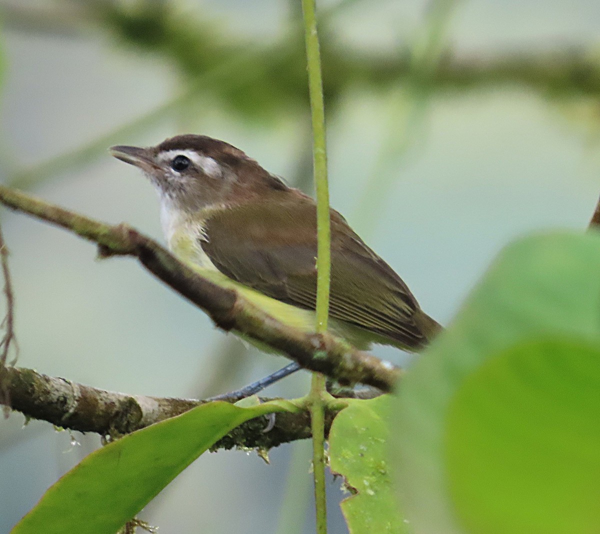 Kahverengi Vireo - ML645968720