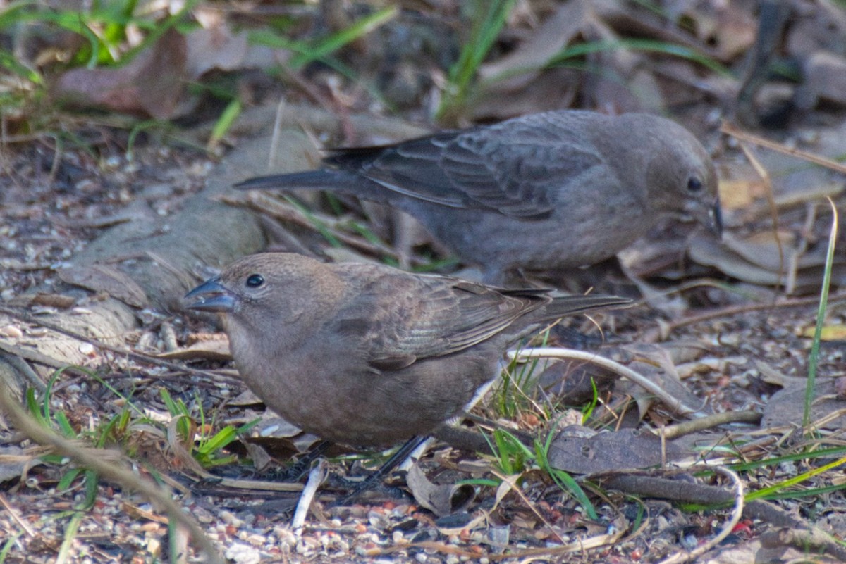 Brown-headed Cowbird - ML645968722