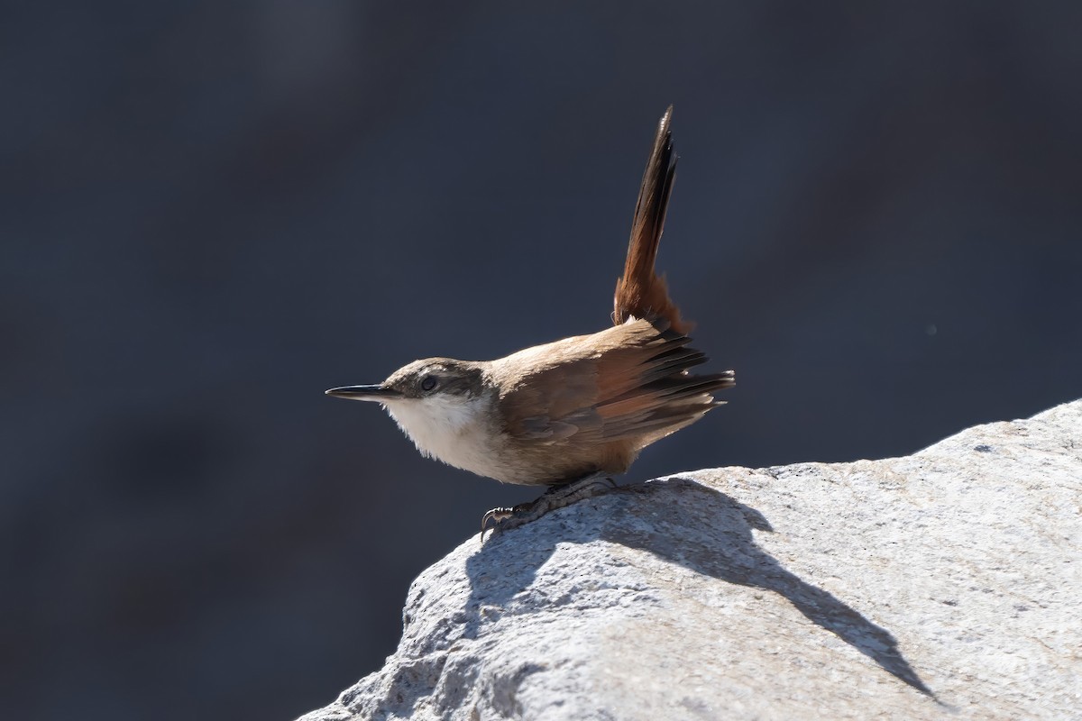 Crag Chilia - ML645968727