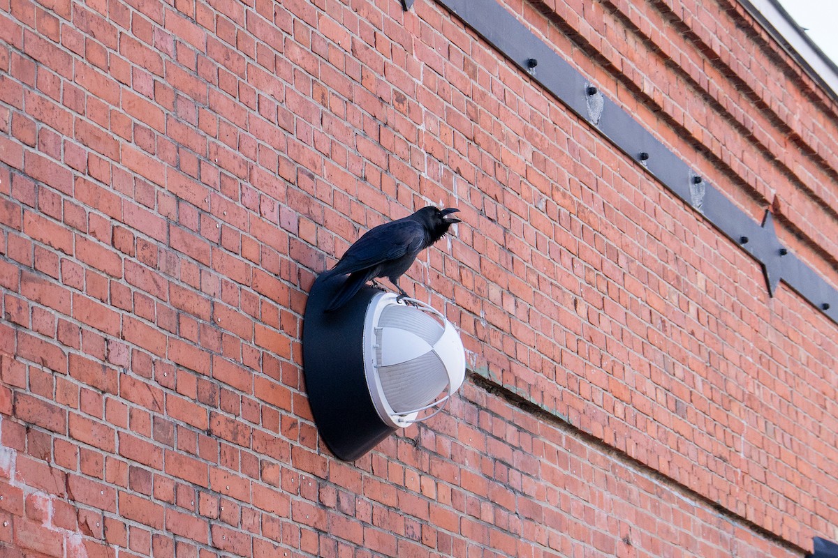 tykknebbkråke - ML645968729