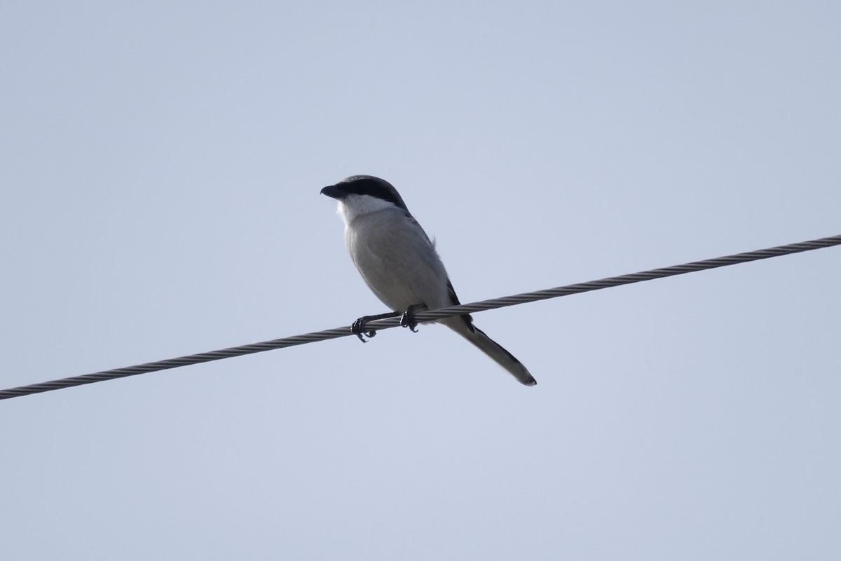 アメリカオオモズ - ML645968731