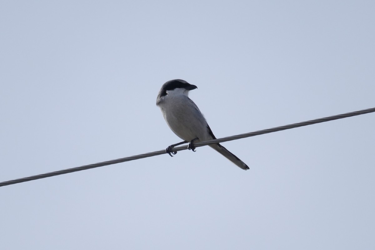 アメリカオオモズ - ML645968732