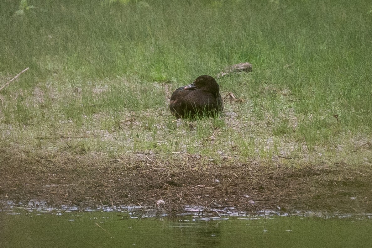 Muscovy Duck (Domestic type) - ML645968734