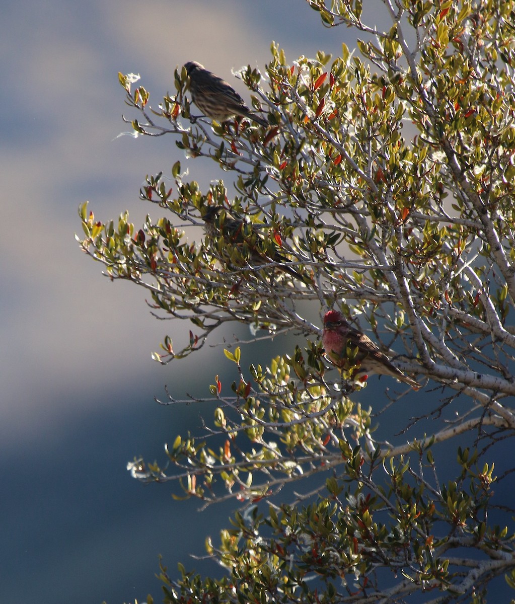 Cassin's Finch - ML645968739