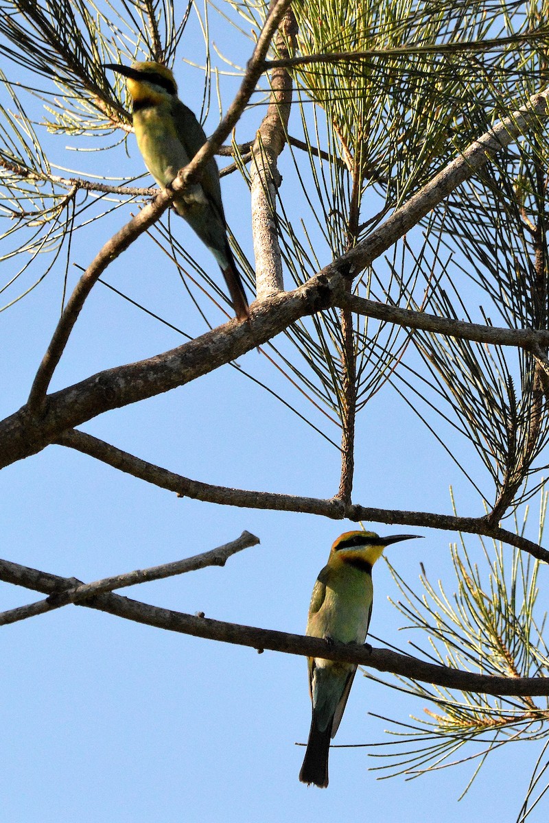 Rainbow Bee-eater - ML645968742