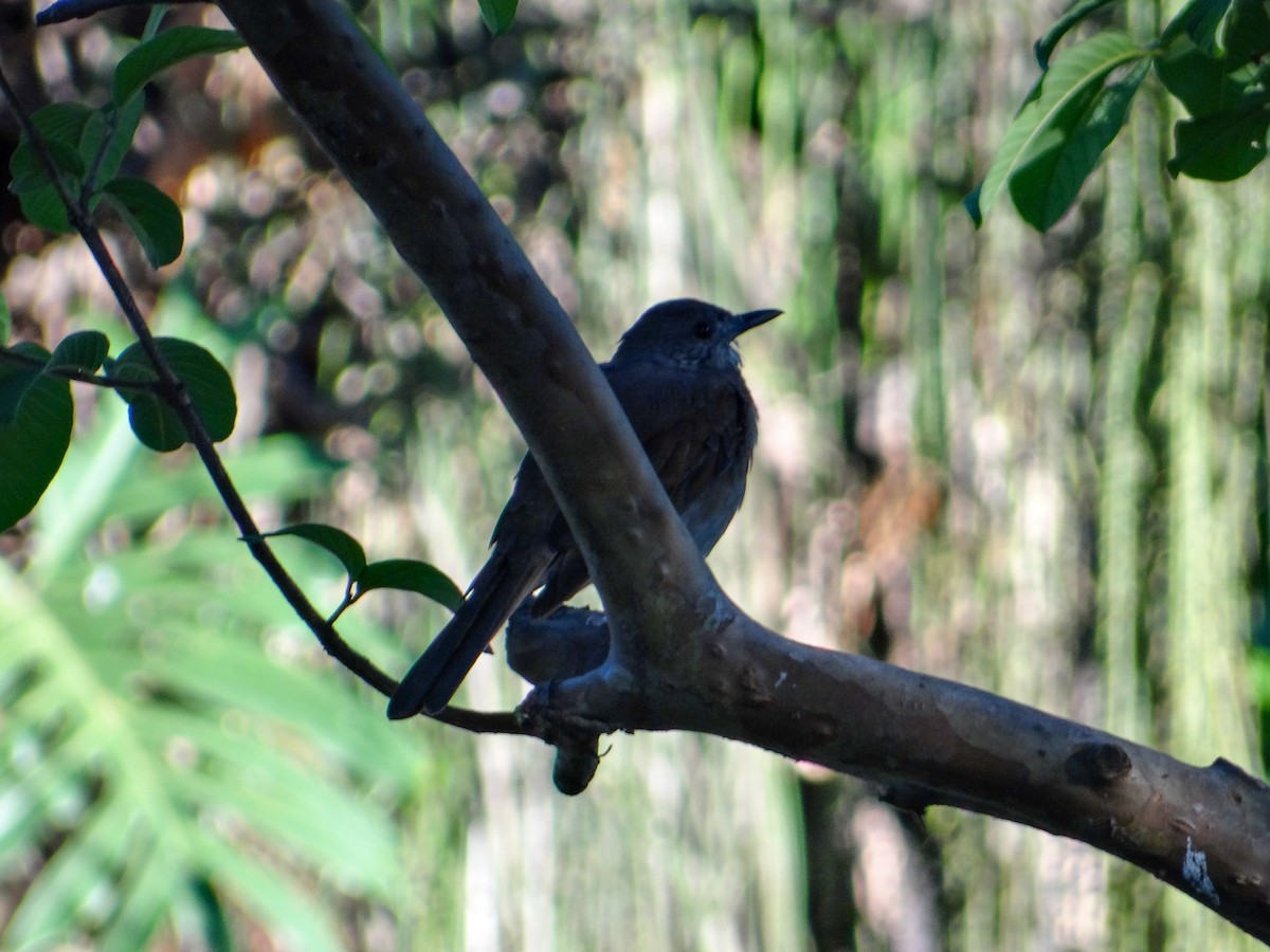 Zorzal Sabiá - ML645968746