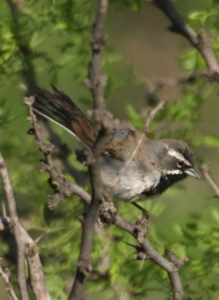 Black-throated Sparrow - ML645968752