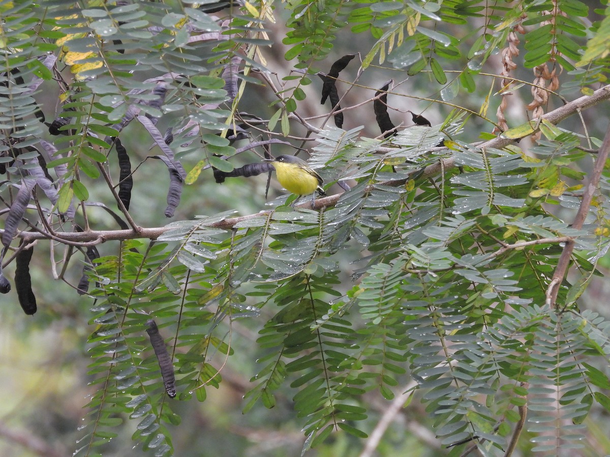 Common Tody-Flycatcher - ML645968753
