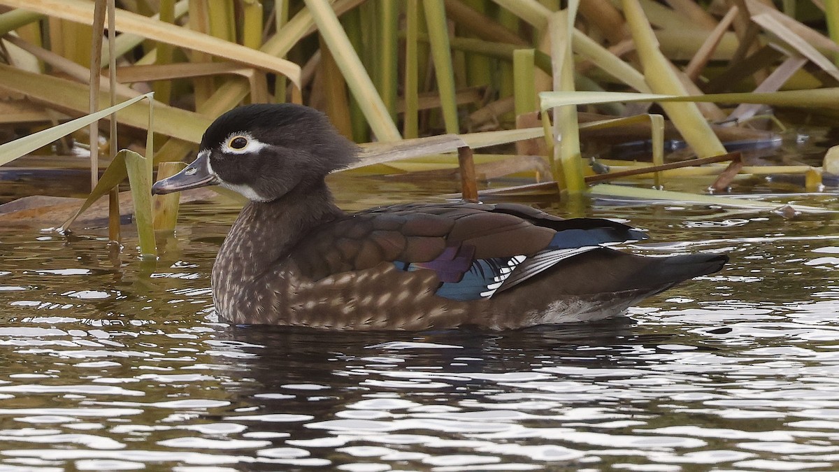 kachnička karolínská - ML645968754