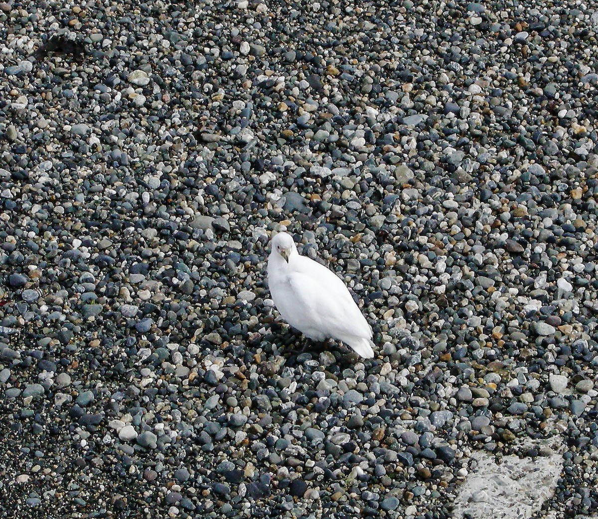 Snowy Sheathbill - ML645968756