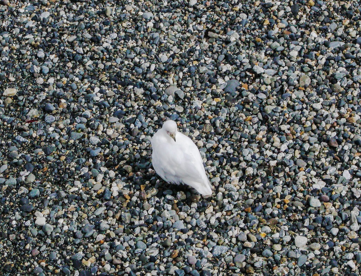 Snowy Sheathbill - ML645968757