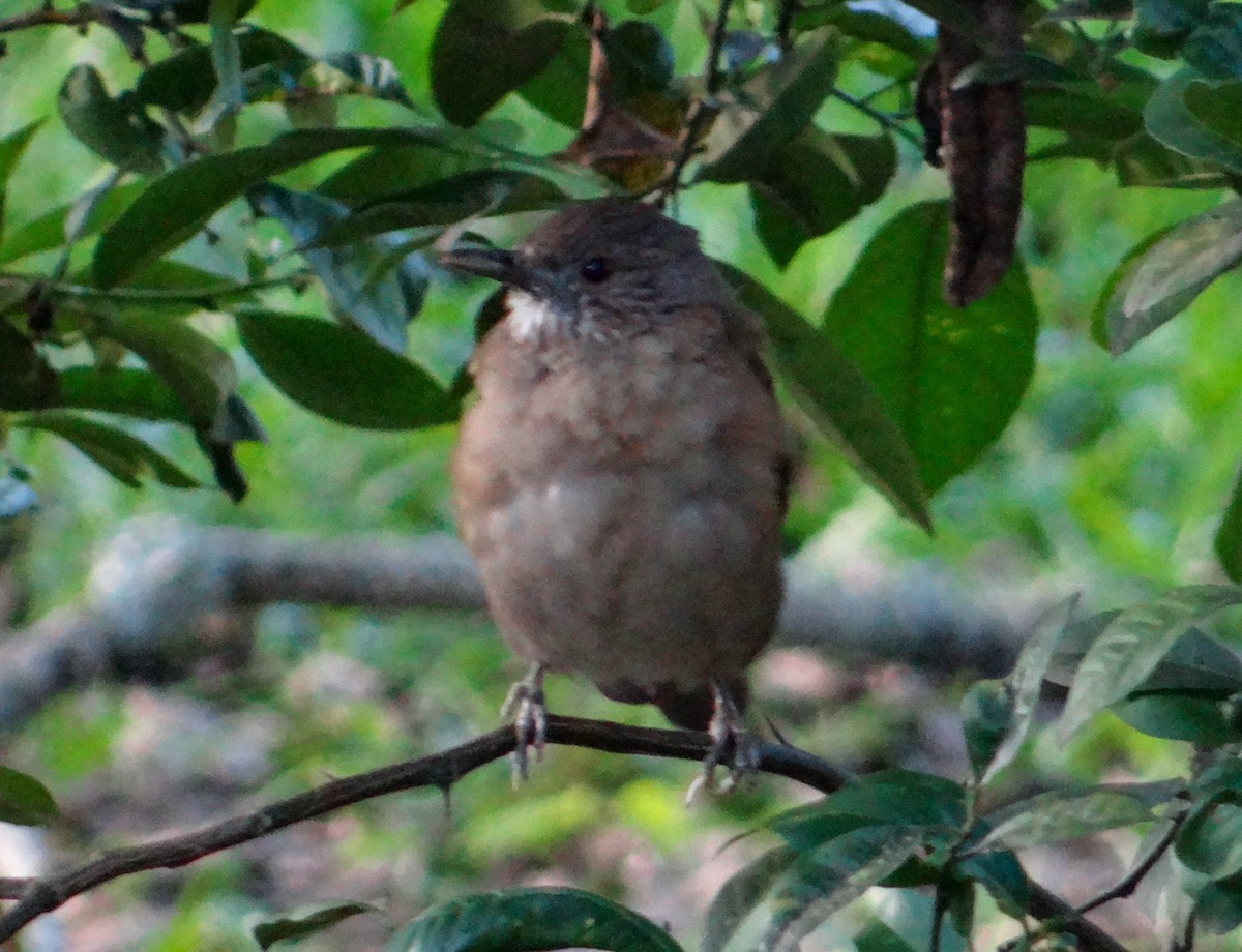 Zorzal Sabiá - ML645968758