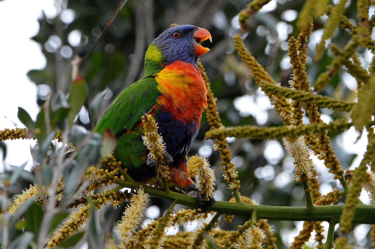 Rainbow Lorikeet - ML645968761