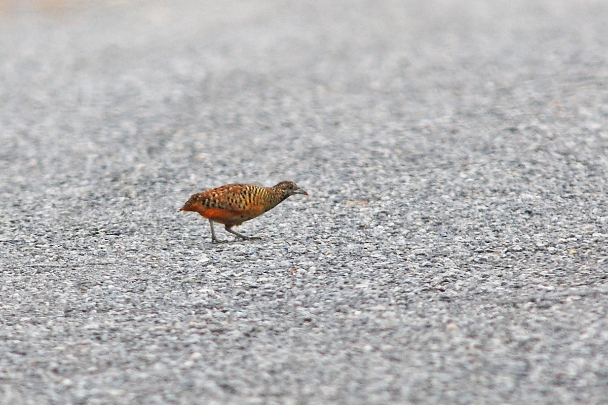 ミフウズラ - ML645968763