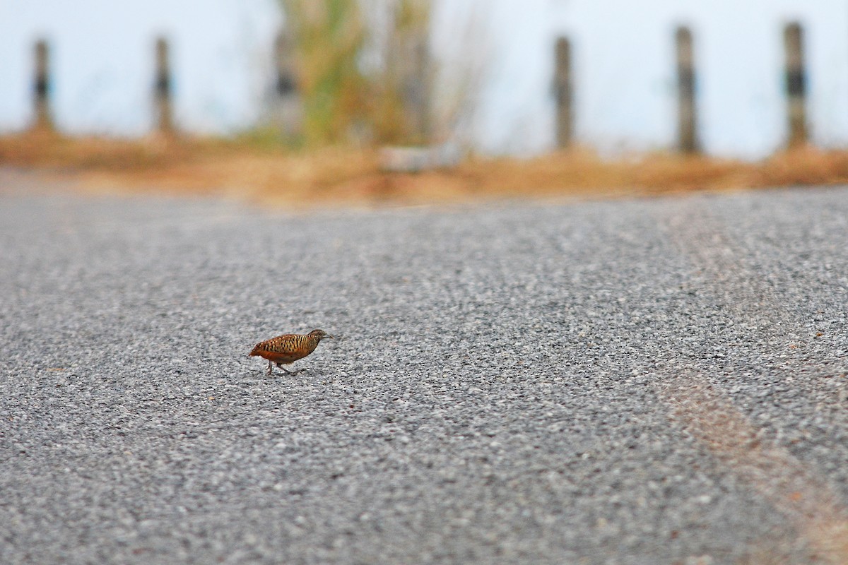 ミフウズラ - ML645968764