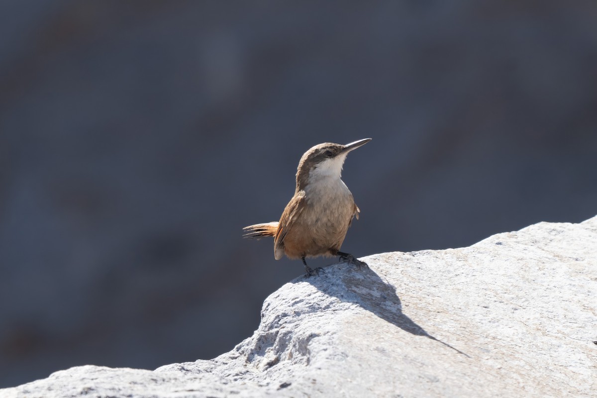 Crag Chilia - ML645968766