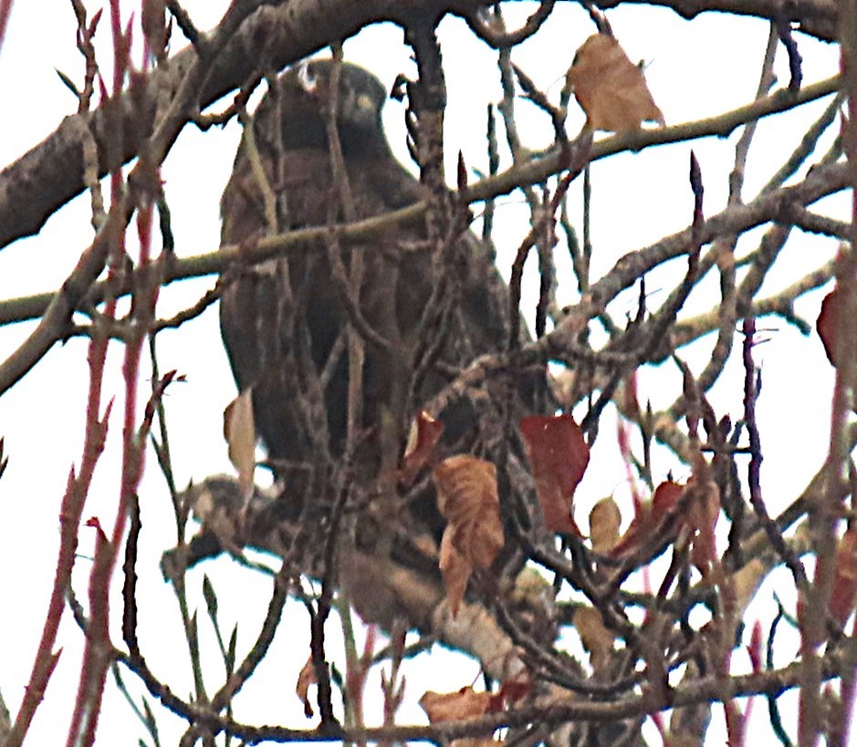 Red-tailed Hawk - ML645968770
