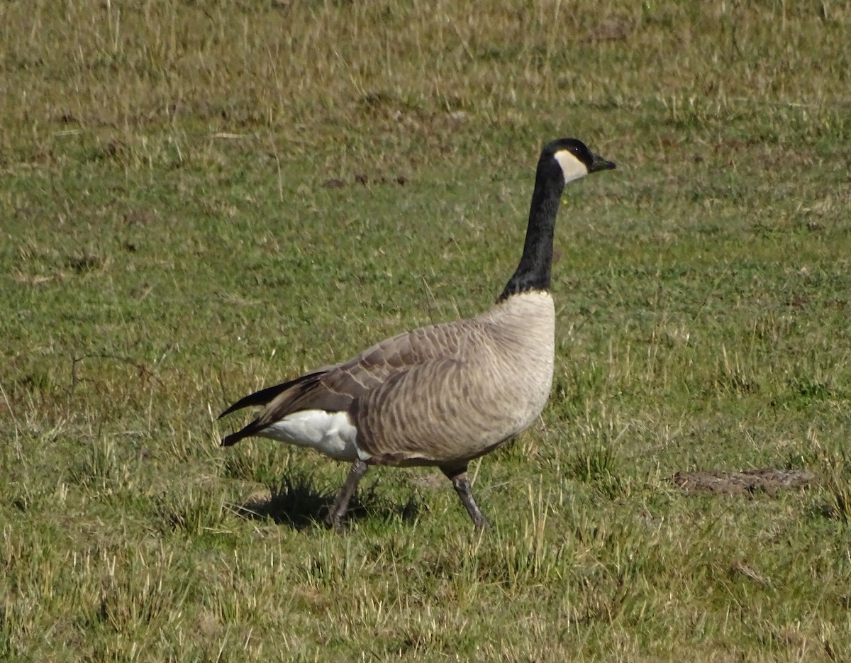 Canada Goose - ML645968772