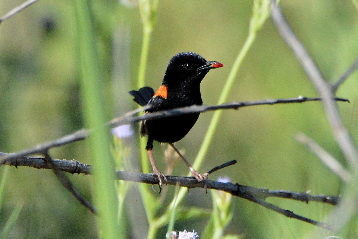 Red-backed Fairywren - ML645968773