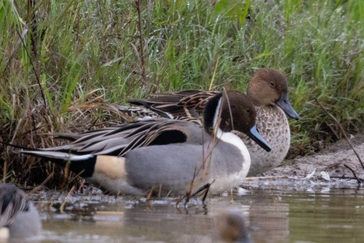 オナガガモ - ML645968774