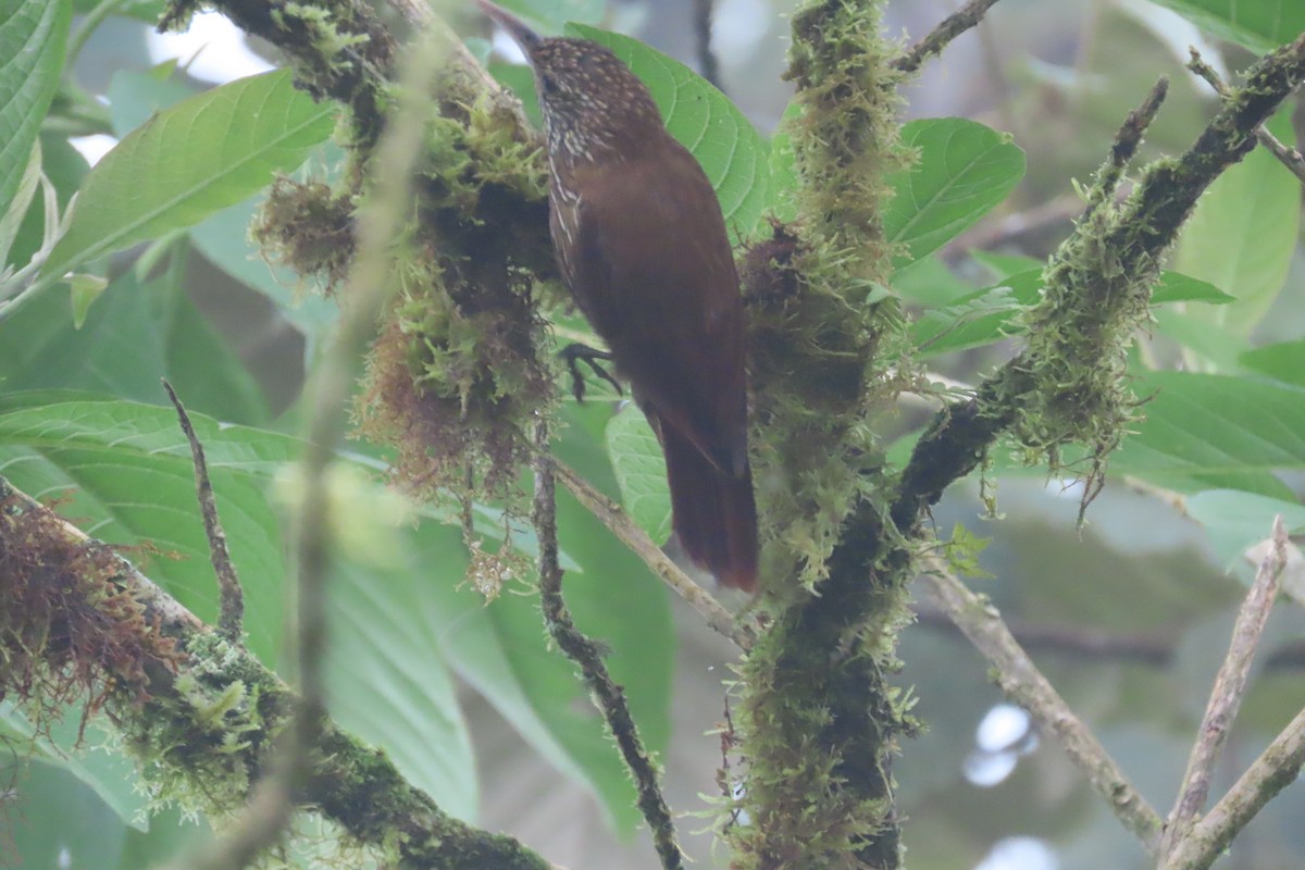 tåretreløper - ML645968776