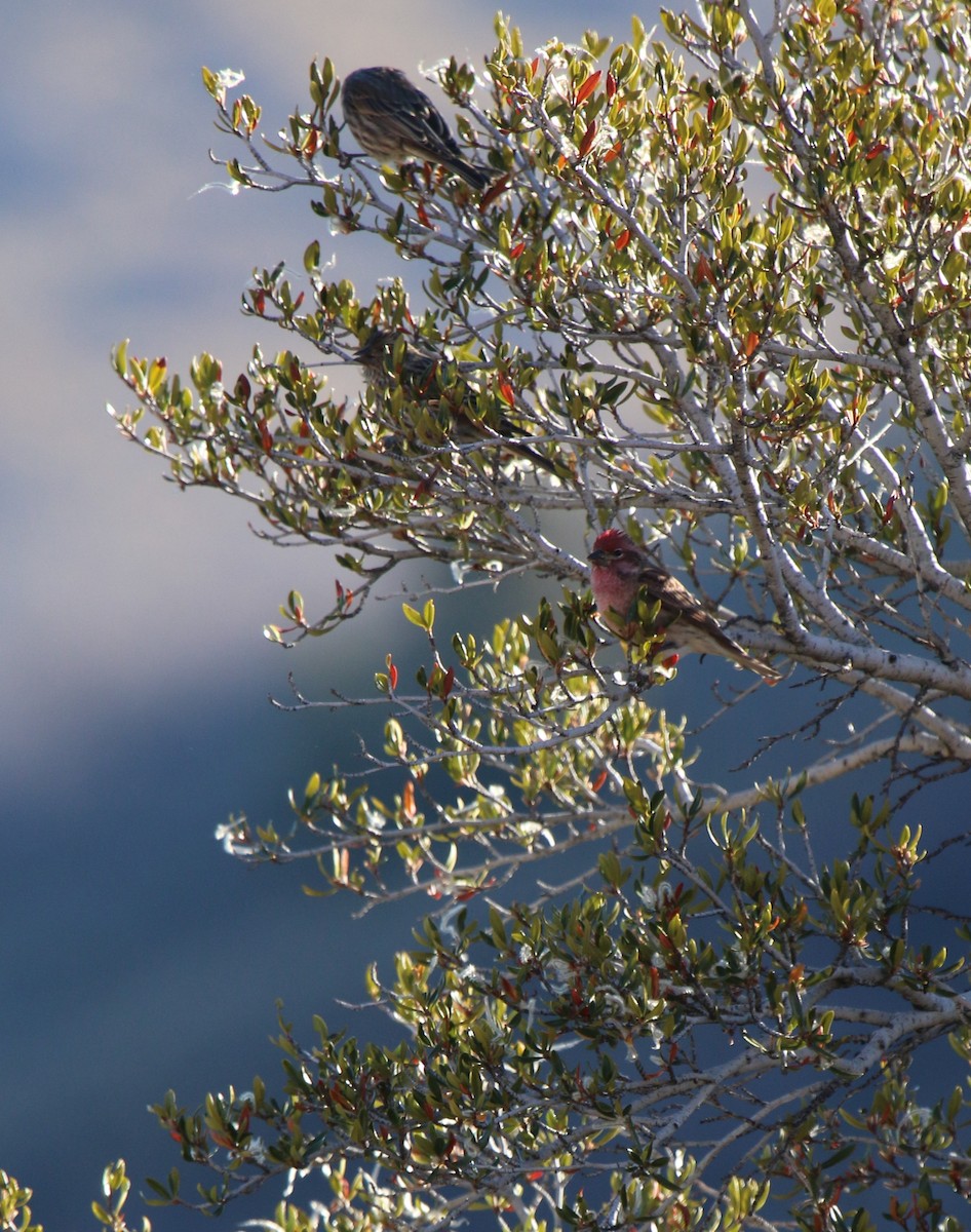 ズアカマシコ - ML645968778