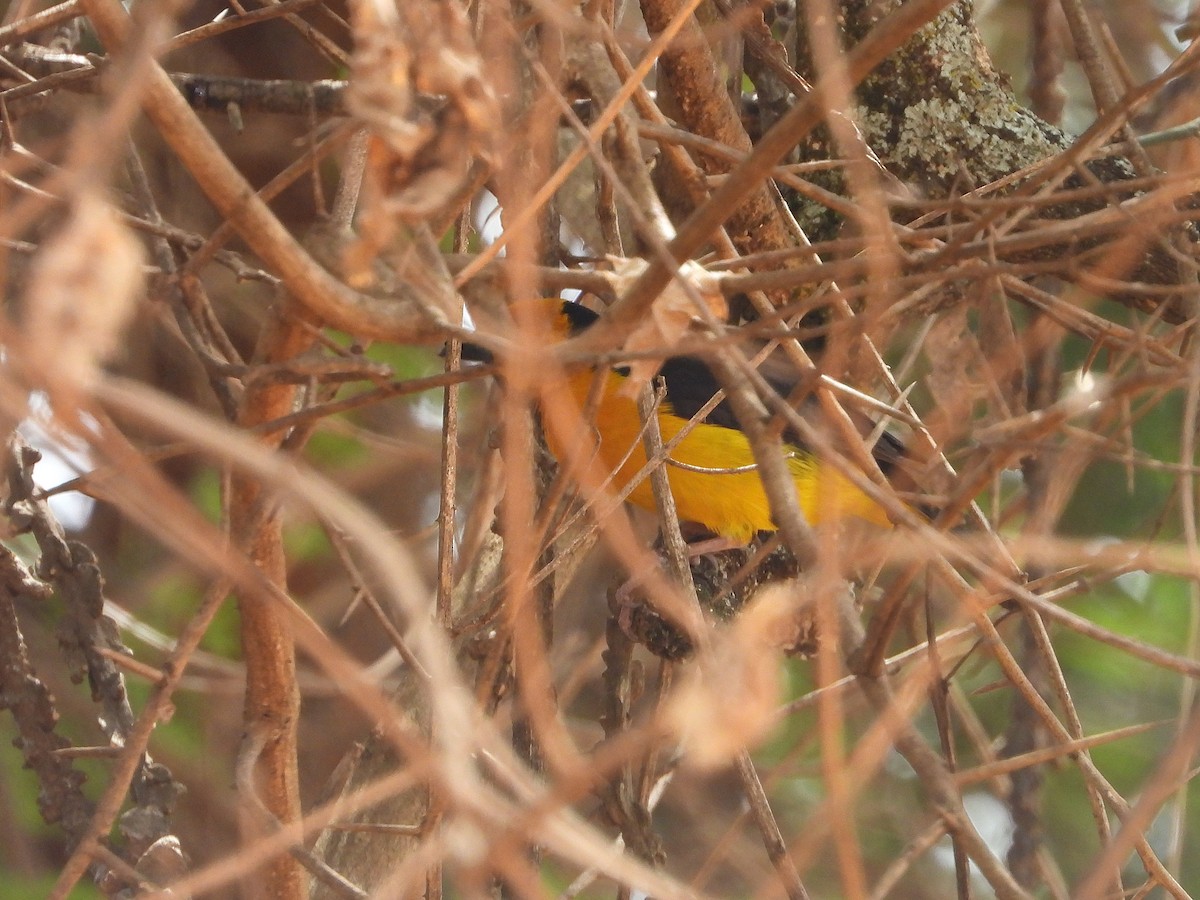 Black-necked Weaver - ML645968779