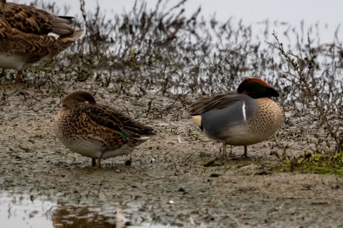 コガモ（亜種 アメリカコガモ） - ML645968784