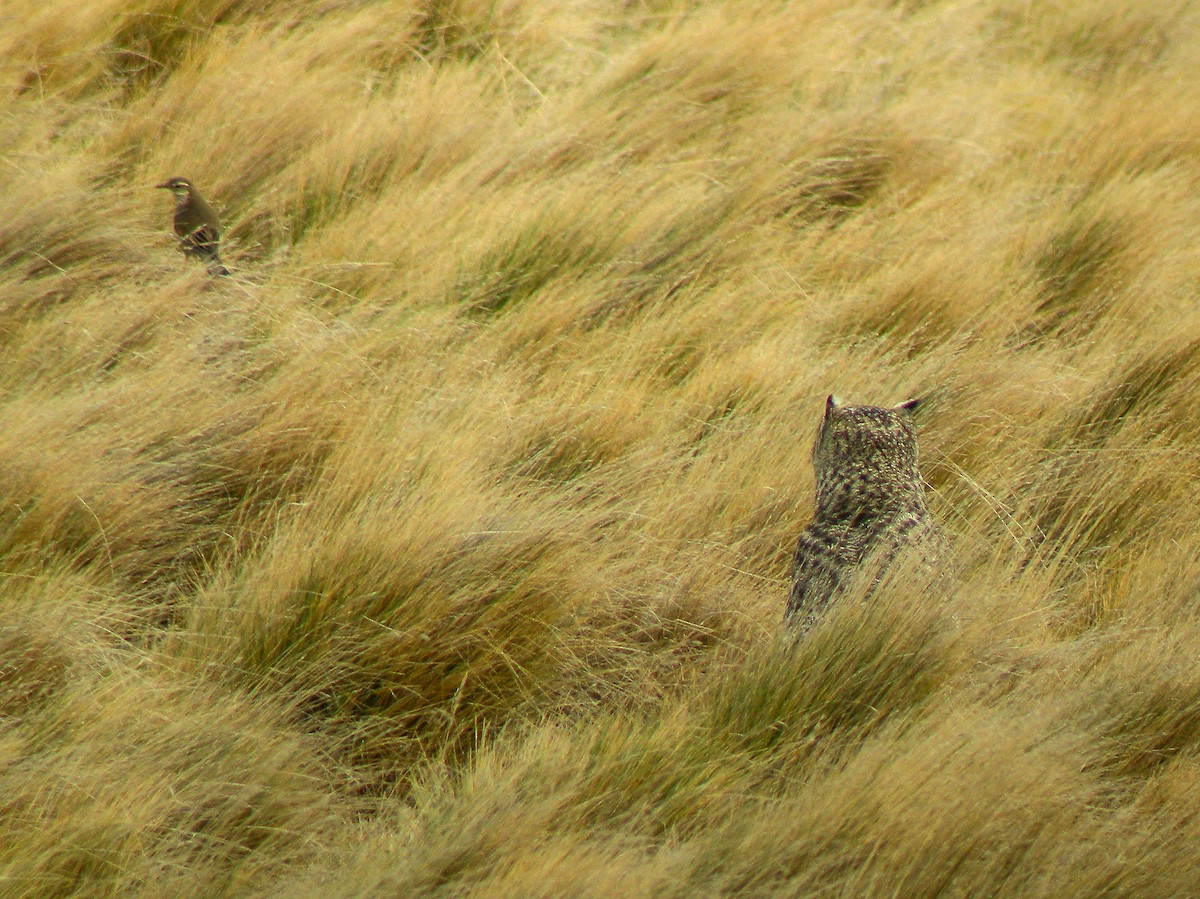 Lesser Horned Owl - ML645968786