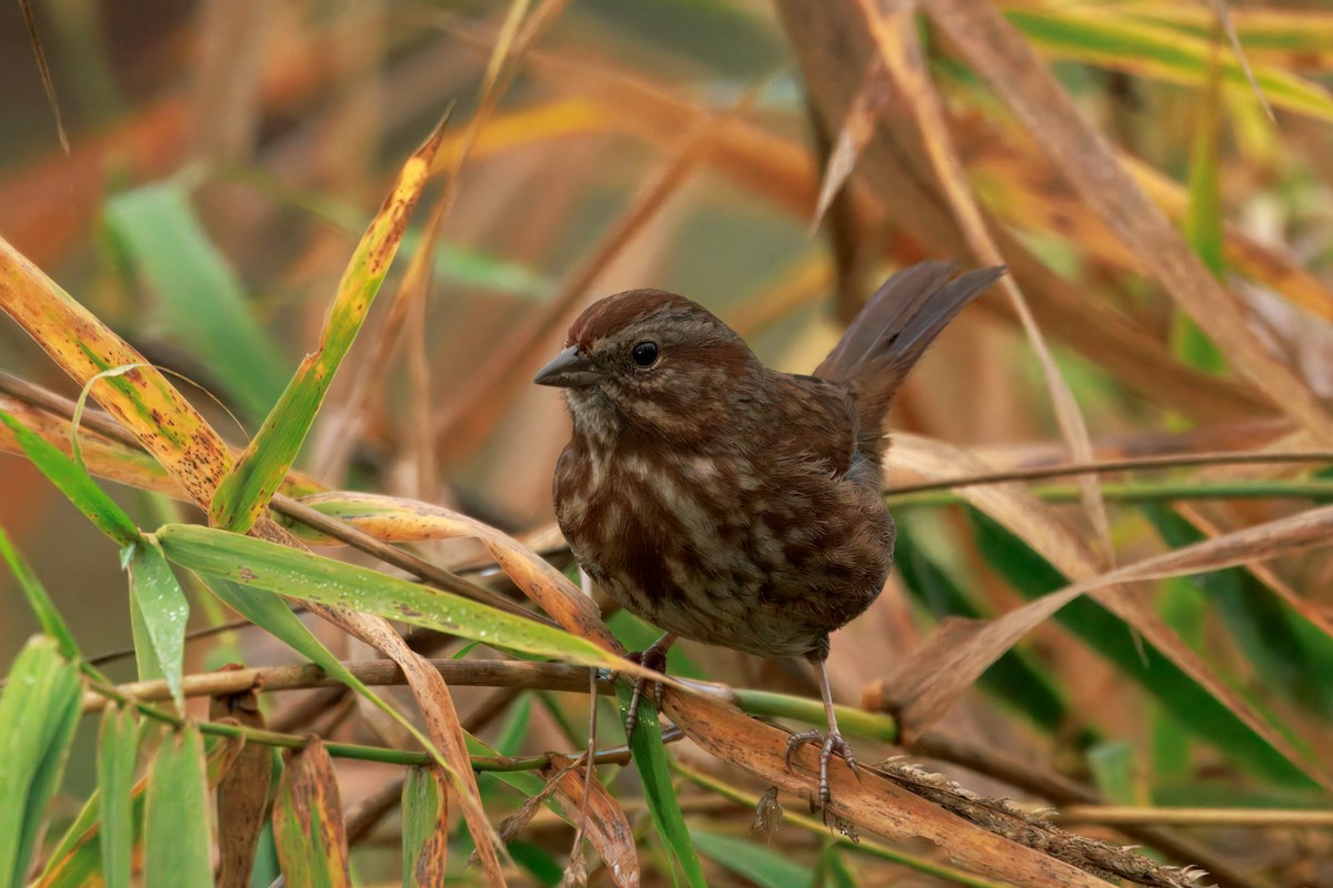 ウタスズメ（rufina グループ） - ML645968787