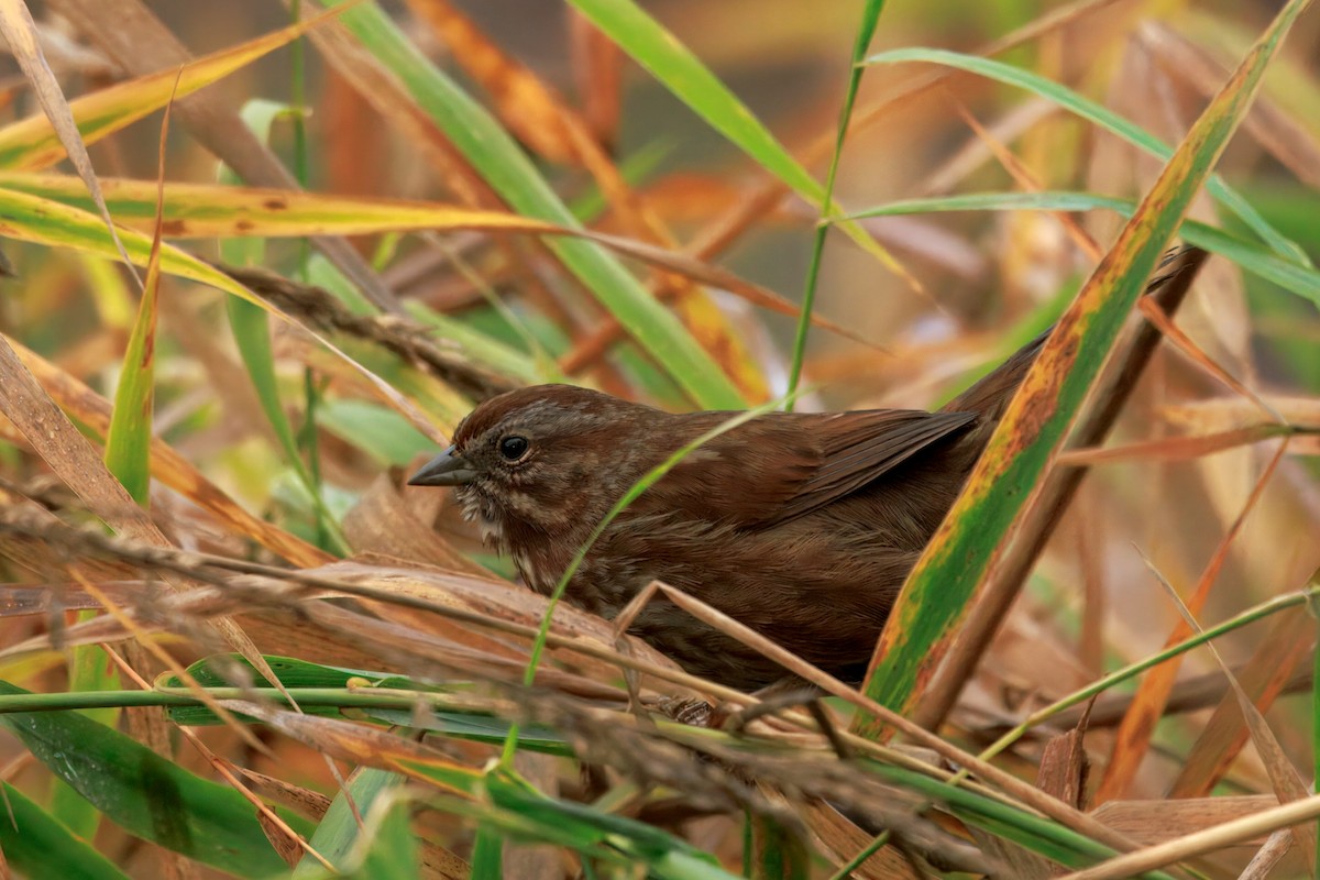 ウタスズメ（rufina グループ） - ML645968788