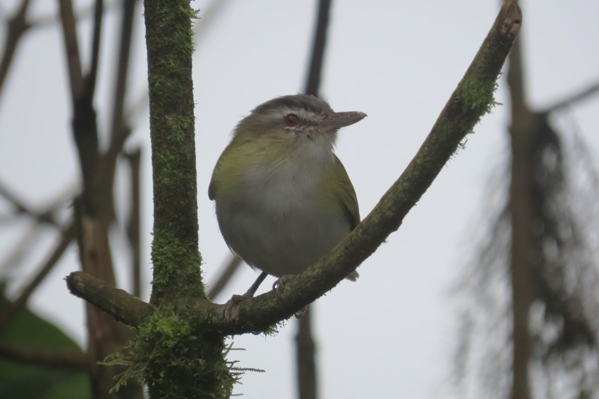 チヴィモズモドキ - ML645968789