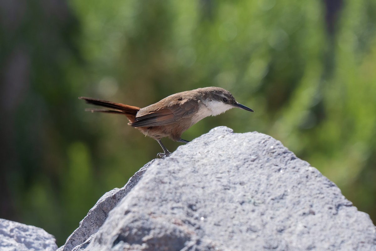 チリーカマドドリ - ML645968791