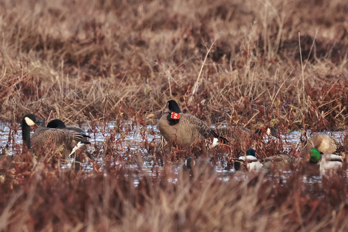 カナダガン - ML645968792