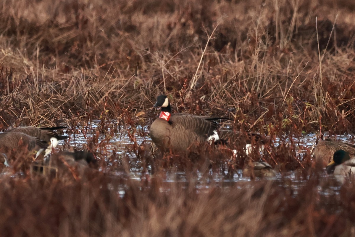 カナダガン - ML645968794
