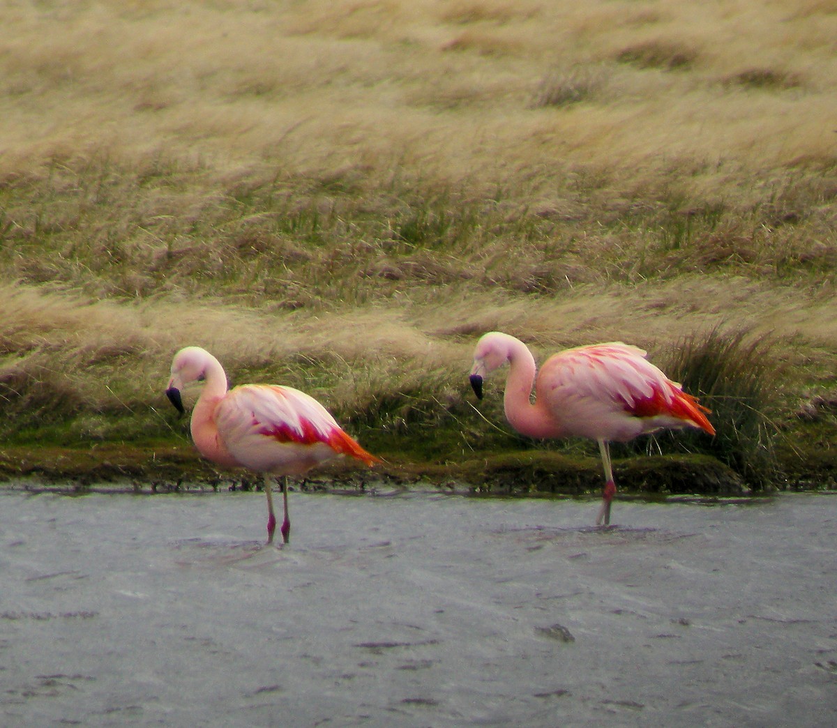 チリーフラミンゴ - ML645968795