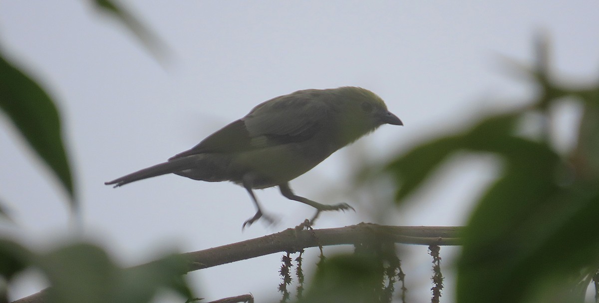 ヤシフウキンチョウ - ML645968796