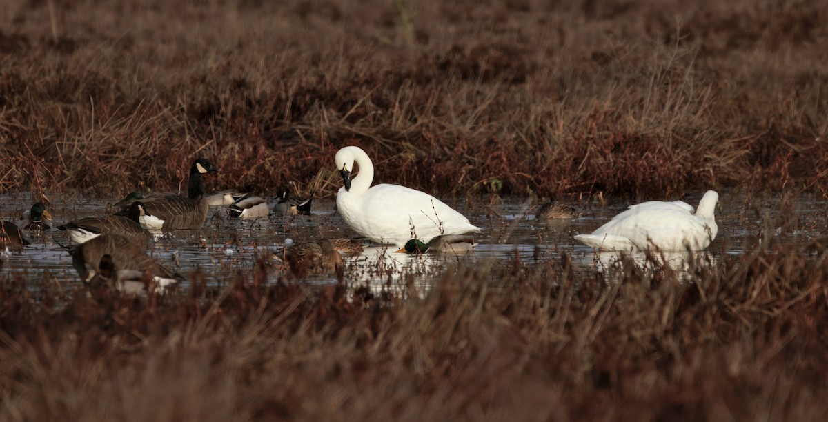 コハクチョウ - ML645968797