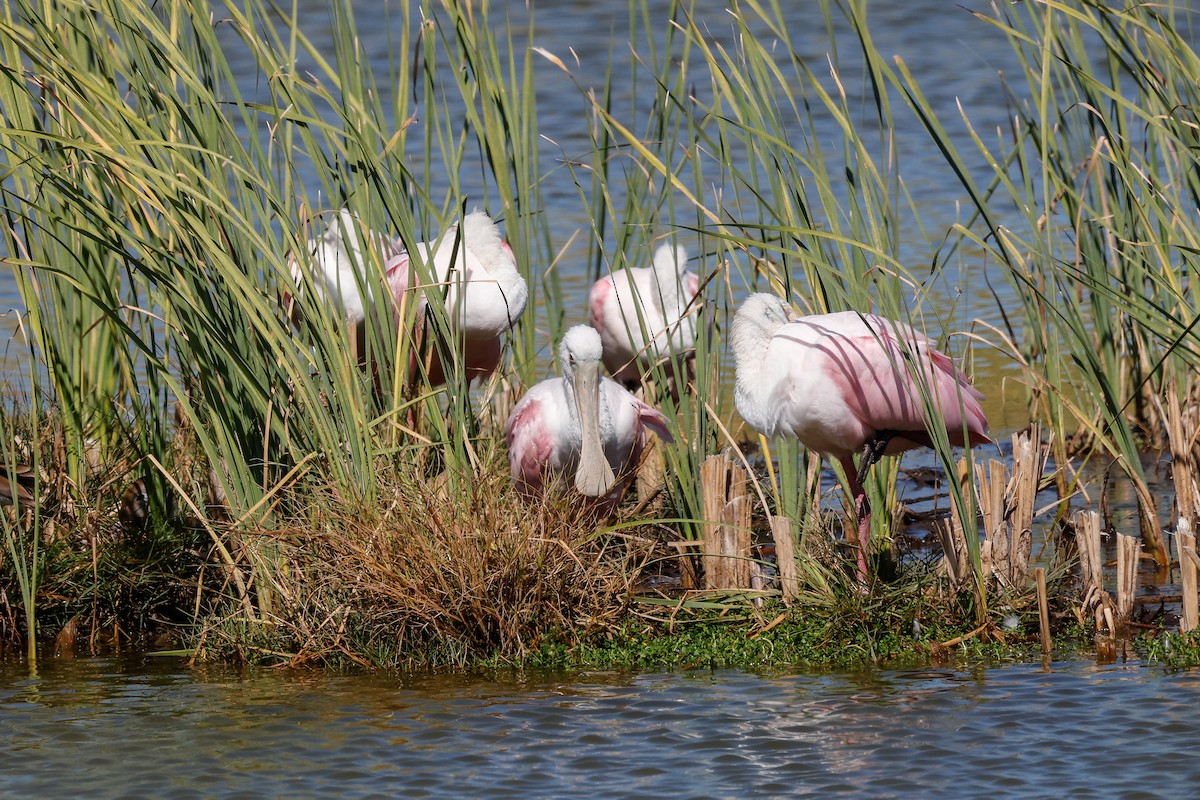 ベニヘラサギ - ML645968798